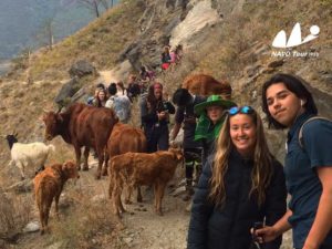 Tiger Leaping Gorge trek