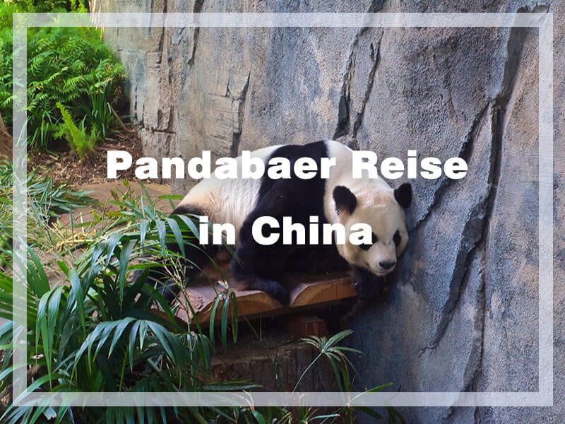 pandabaer reise in china abdeckung