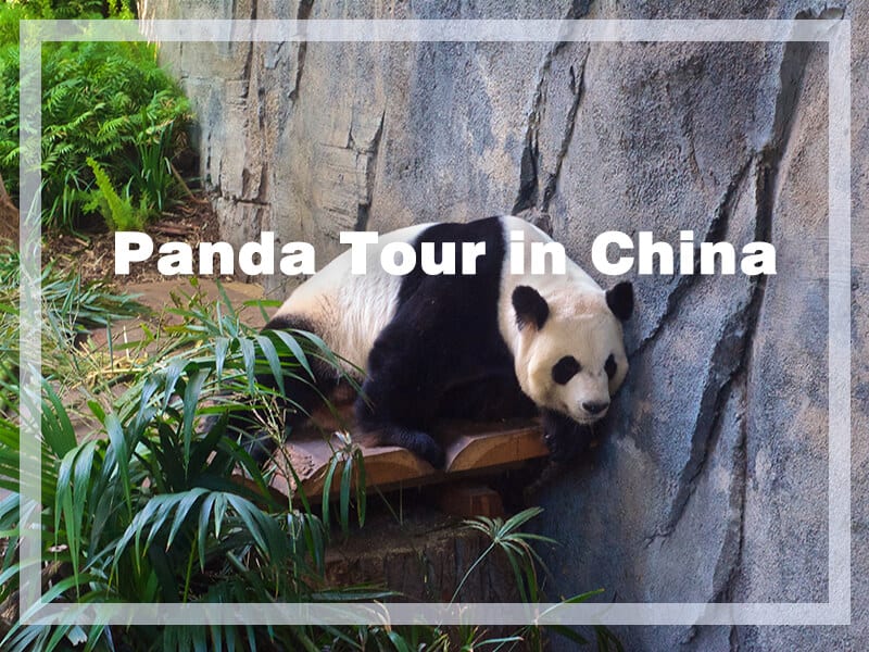 panda tour in china gallery