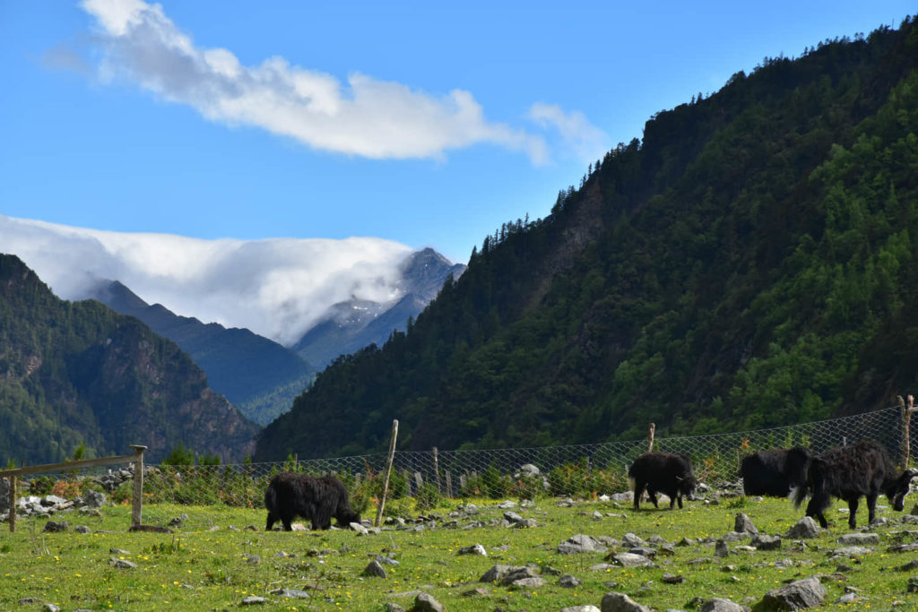 2018 Chinese Rental Vehicle for Sichuan 02