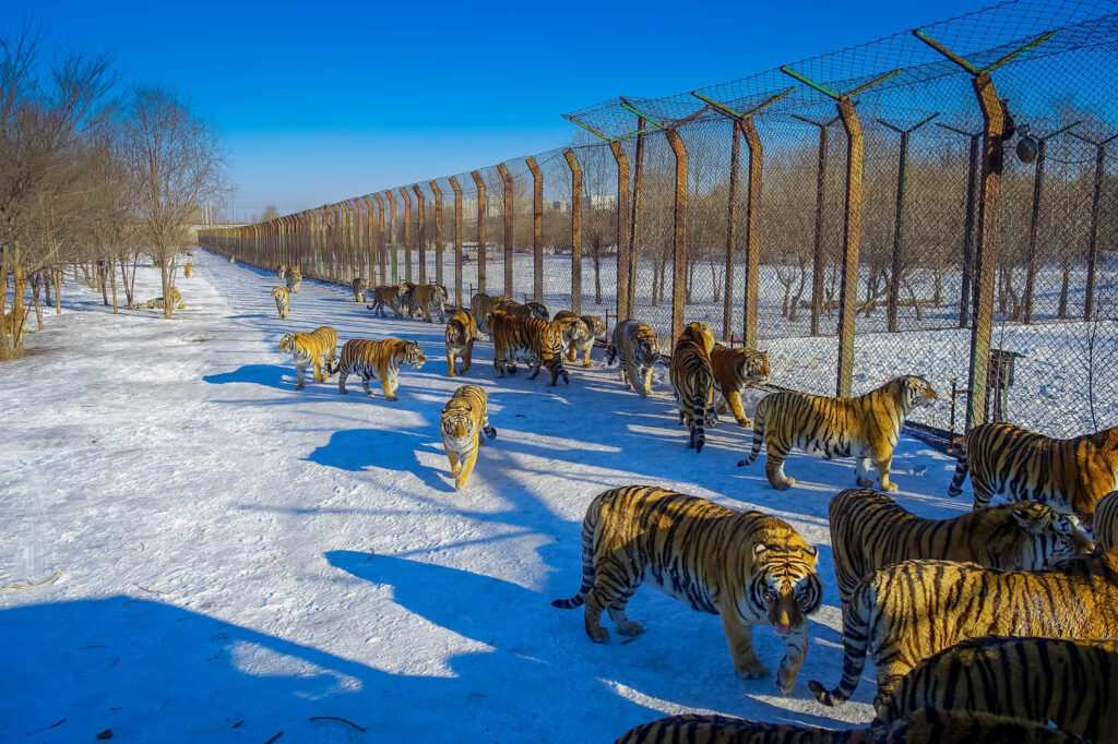 harbin road trip 09