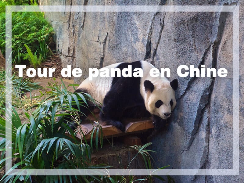 tour de panda en chine galerie
